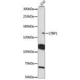 Western Blot - Anti-LTBP1 Antibody (A88337) - Antibodies.com