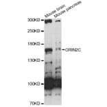 Western Blot - Anti-GRIN2C Antibody (A14241) - Antibodies.com