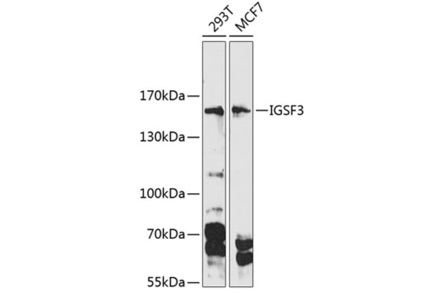 Western Blot - Anti-IGSF3 Antibody (A88345) - Antibodies.com