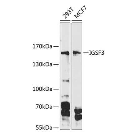 Western Blot - Anti-IGSF3 Antibody (A88345) - Antibodies.com