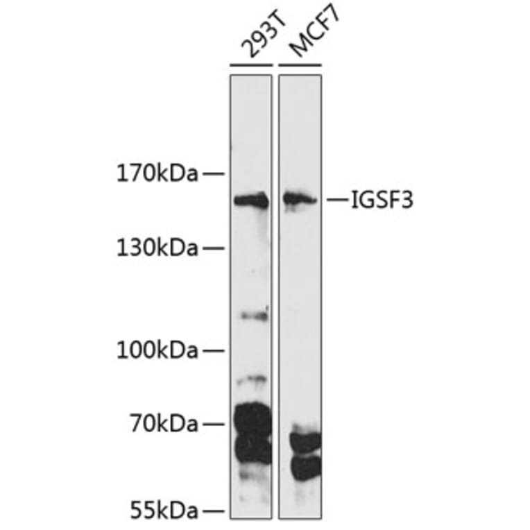 Western Blot - Anti-IGSF3 Antibody (A88345) - Antibodies.com
