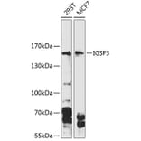 Western Blot - Anti-IGSF3 Antibody (A88345) - Antibodies.com