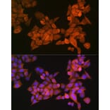 Immunofluorescence - Anti-Palladin Antibody (A88346) - Antibodies.com