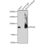 Western Blot - Anti-Palladin Antibody (A88346) - Antibodies.com