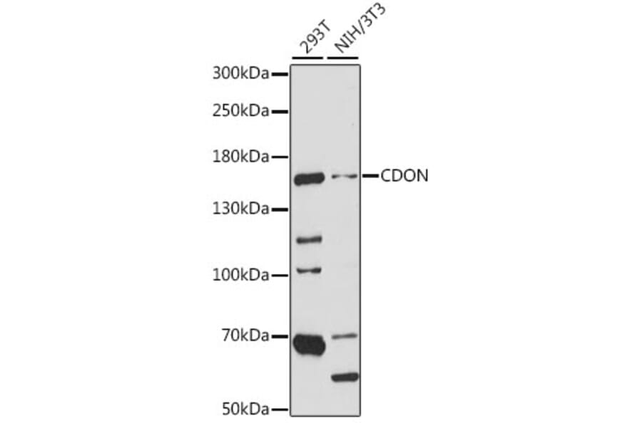 Western Blot - Anti-CDON Antibody (A15830) - Antibodies.com