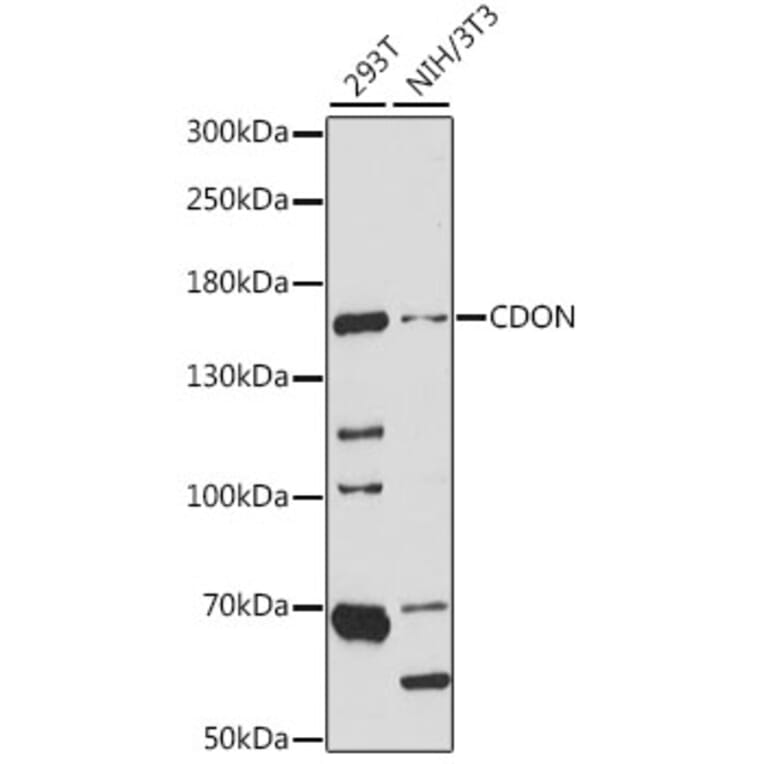 Western Blot - Anti-CDON Antibody (A15830) - Antibodies.com
