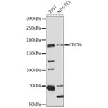 Western Blot - Anti-CDON Antibody (A15830) - Antibodies.com