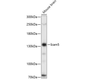Western Blot - Anti-ICAM5 Antibody (A88349) - Antibodies.com