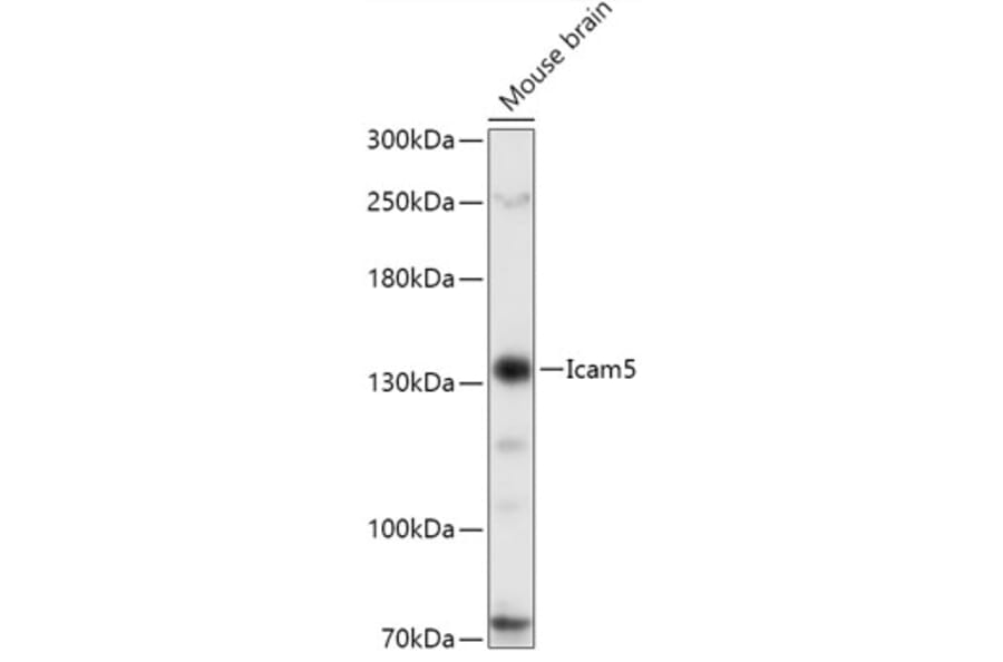 Western Blot - Anti-ICAM5 Antibody (A88349) - Antibodies.com