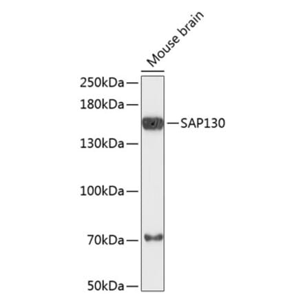 Western Blot - Anti-SAP130 Antibody (A88350) - Antibodies.com