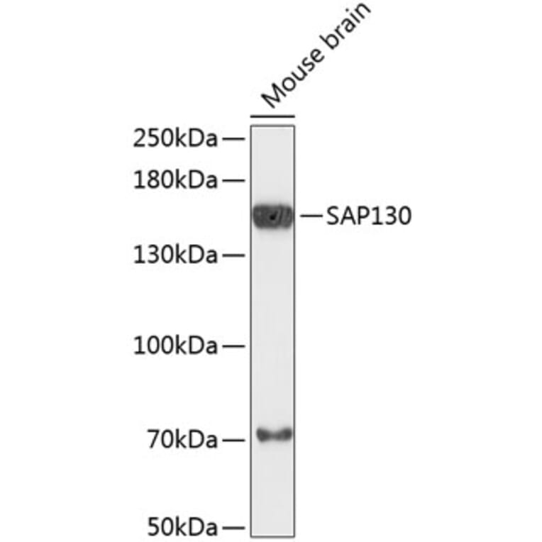Western Blot - Anti-SAP130 Antibody (A88350) - Antibodies.com