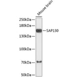 Western Blot - Anti-SAP130 Antibody (A88350) - Antibodies.com