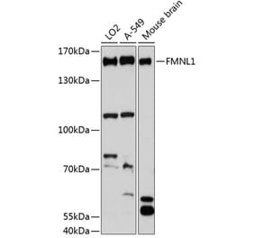 Western Blot - Anti-FMNL1 Antibody (A88351) - Antibodies.com