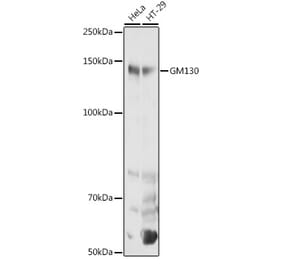 Western Blot - Anti-GM130 Antibody (A88355) - Antibodies.com