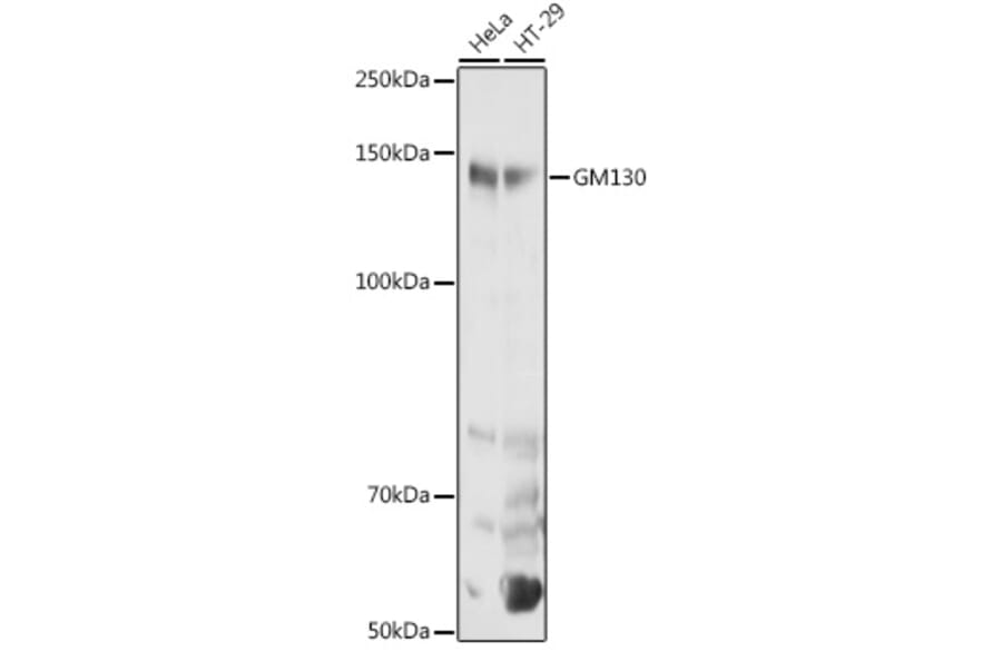Western Blot - Anti-GM130 Antibody (A88355) - Antibodies.com