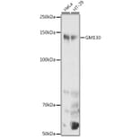 Western Blot - Anti-GM130 Antibody (A88355) - Antibodies.com