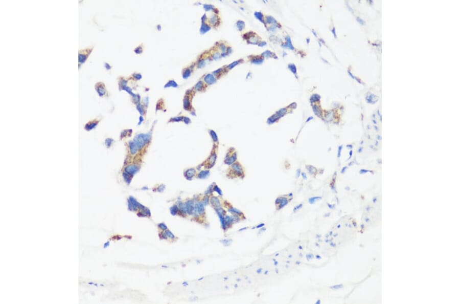 Immunohistochemistry - Anti-GM130 Antibody (A88355) - Antibodies.com