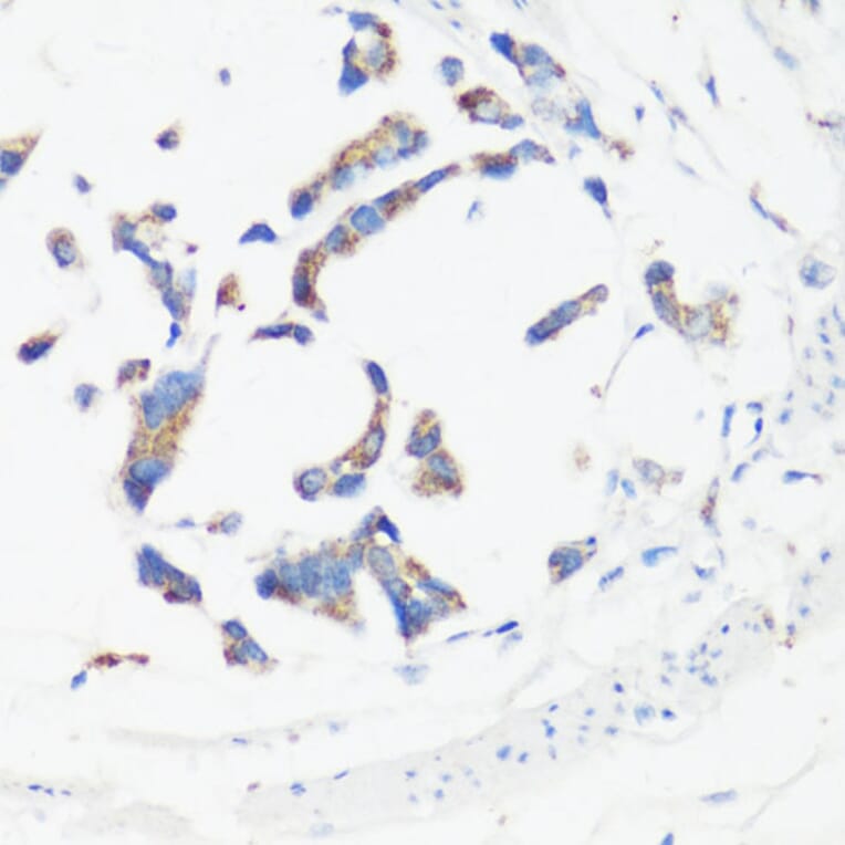 Immunohistochemistry - Anti-GM130 Antibody (A88355) - Antibodies.com