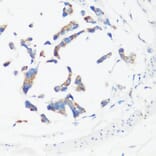 Immunohistochemistry - Anti-GM130 Antibody (A88355) - Antibodies.com