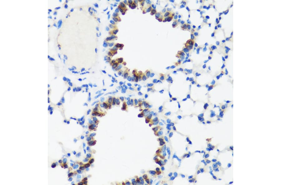 Immunohistochemistry - Anti-GM130 Antibody (A88355) - Antibodies.com