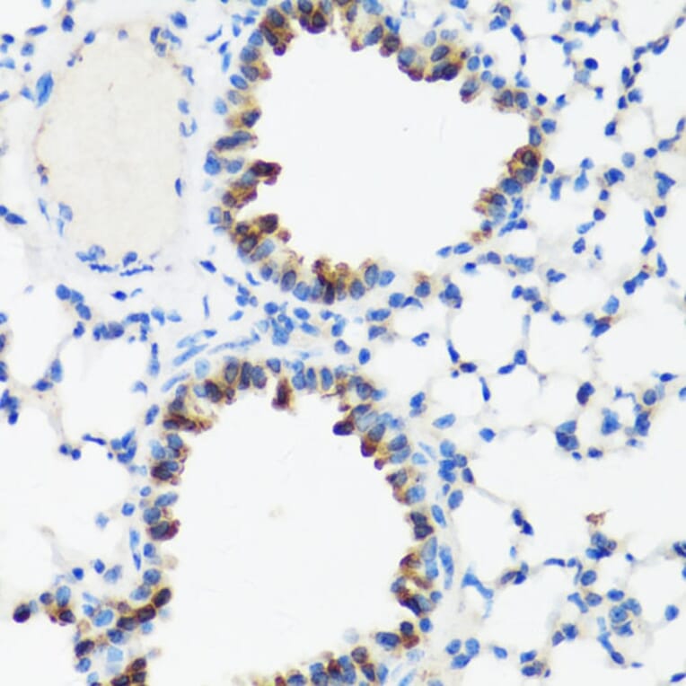 Immunohistochemistry - Anti-GM130 Antibody (A88355) - Antibodies.com
