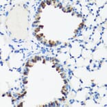 Immunohistochemistry - Anti-GM130 Antibody (A88355) - Antibodies.com