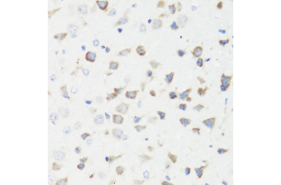 Immunohistochemistry - Anti-GM130 Antibody (A88355) - Antibodies.com
