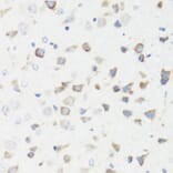 Immunohistochemistry - Anti-GM130 Antibody (A88355) - Antibodies.com