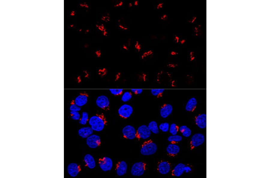 Immunofluorescence - Anti-GM130 Antibody (A88355) - Antibodies.com
