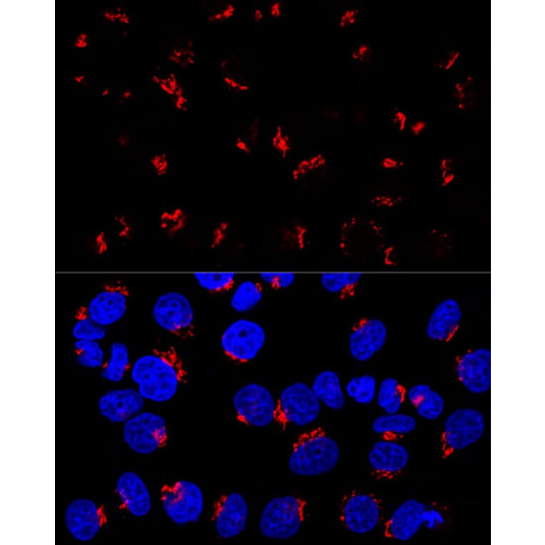 Immunofluorescence - Anti-GM130 Antibody (A88355) - Antibodies.com