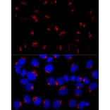 Immunofluorescence - Anti-GM130 Antibody (A88355) - Antibodies.com