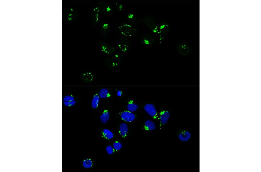 Immunofluorescence - Anti-GM130 Antibody (A88355) - Antibodies.com
