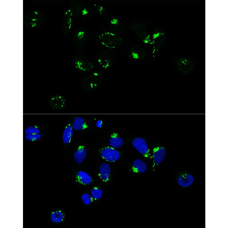 Immunofluorescence - Anti-GM130 Antibody (A88355) - Antibodies.com