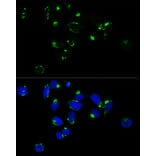 Immunofluorescence - Anti-GM130 Antibody (A88355) - Antibodies.com