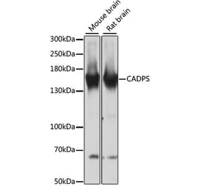 Western Blot - Anti-CAPS1 Antibody (A88359) - Antibodies.com