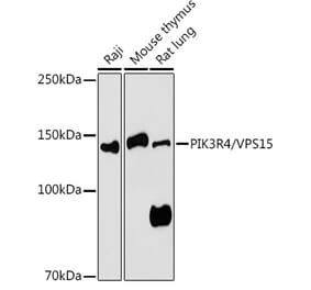 Western Blot - Anti-VPS15 Antibody (A88361) - Antibodies.com