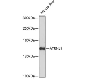 Western Blot - Anti-ATRNL1 Antibody (A88362) - Antibodies.com