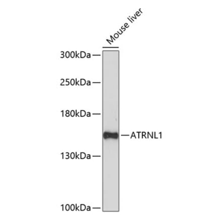 Western Blot - Anti-ATRNL1 Antibody (A88362) - Antibodies.com