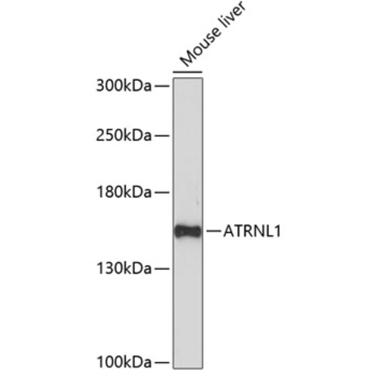 Western Blot - Anti-ATRNL1 Antibody (A88362) - Antibodies.com