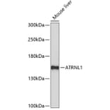 Western Blot - Anti-ATRNL1 Antibody (A88362) - Antibodies.com