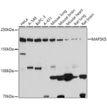 Western Blot - Anti-ASK1 Antibody (A88363) - Antibodies.com