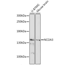 Western Blot - Anti-SRC3 Antibody (A88364) - Antibodies.com