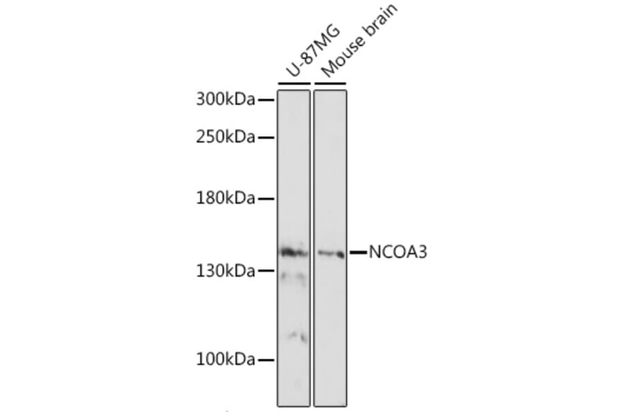 Western Blot - Anti-SRC3 Antibody (A88364) - Antibodies.com