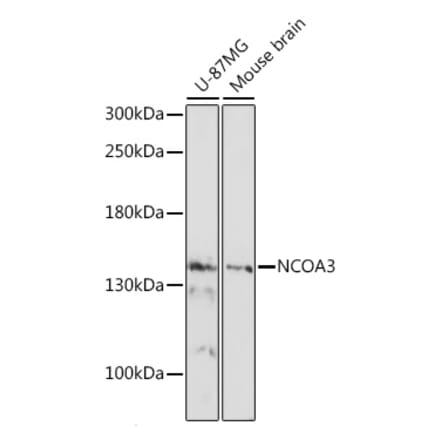Western Blot - Anti-SRC3 Antibody (A88364) - Antibodies.com