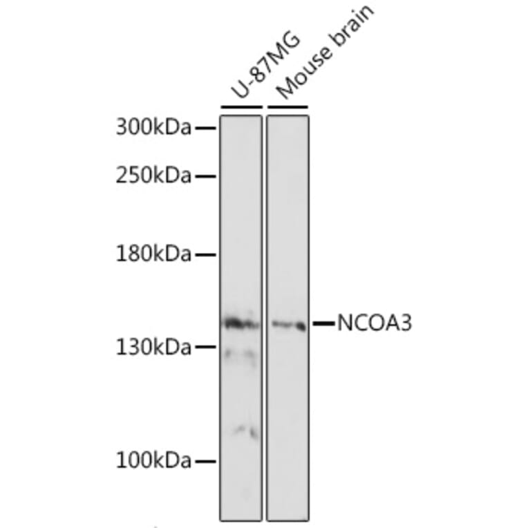 Western Blot - Anti-SRC3 Antibody (A88364) - Antibodies.com