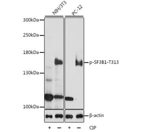 Western Blot - Anti-SF3B1 (phospho Thr313) Antibody (A88365) - Antibodies.com