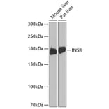 Western Blot - Anti-INSR Antibody (A0005) - Antibodies.com