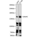 Western Blot - Anti-NPHP4 Antibody (A88372) - Antibodies.com