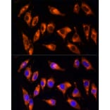 Immunofluorescence - Anti-NPHP4 Antibody (A88372) - Antibodies.com