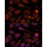 Immunofluorescence - Anti-GASP Antibody (A88373) - Antibodies.com